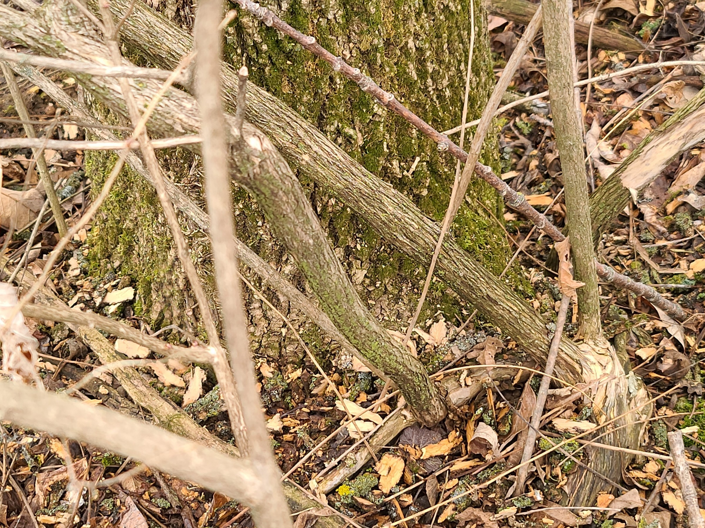 Ash tree losing bark PlantDOC