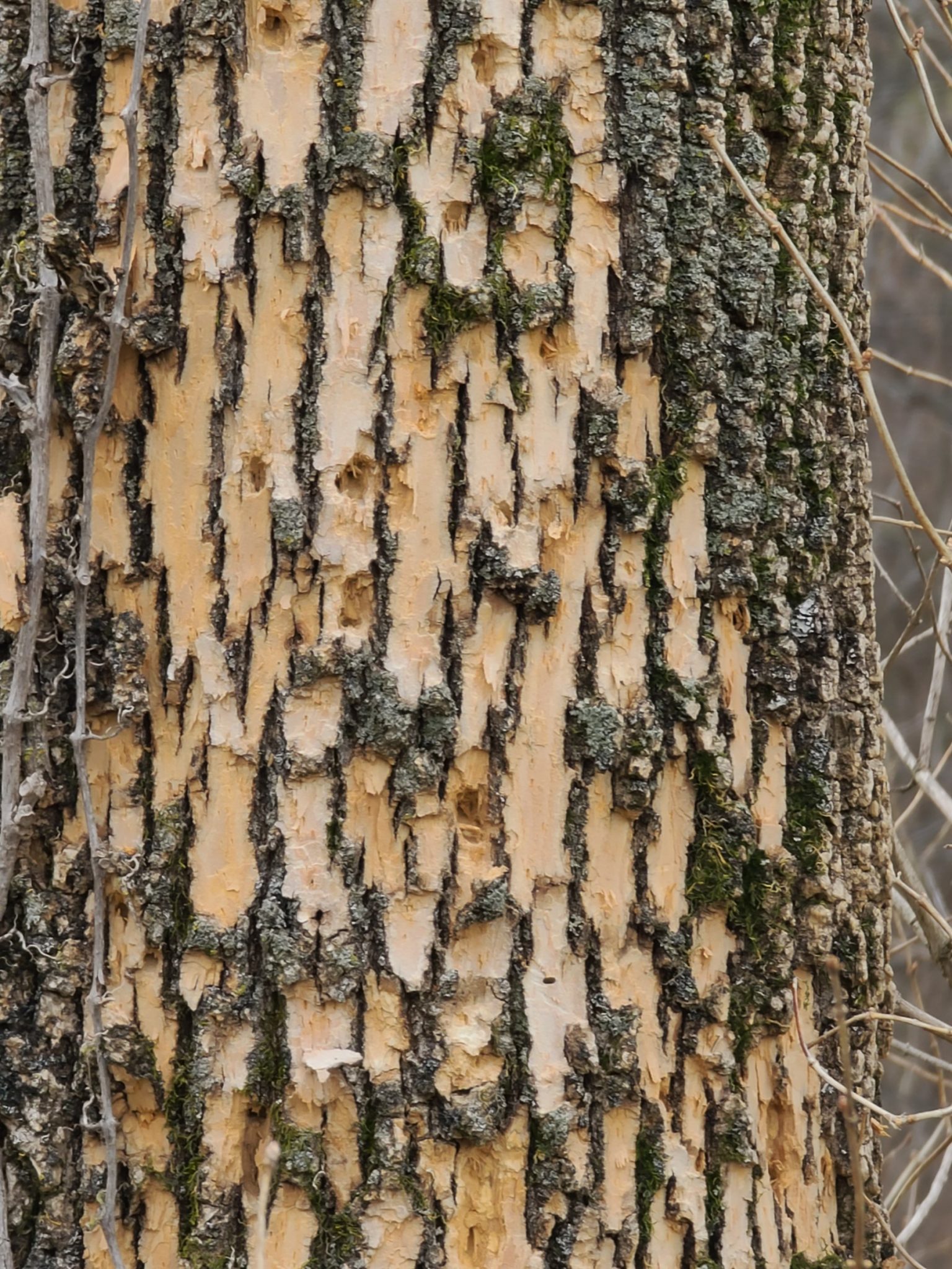 Ash tree losing bark PlantDOC