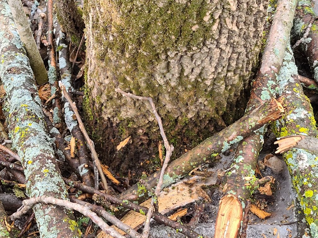 Ash tree losing bark PlantDOC