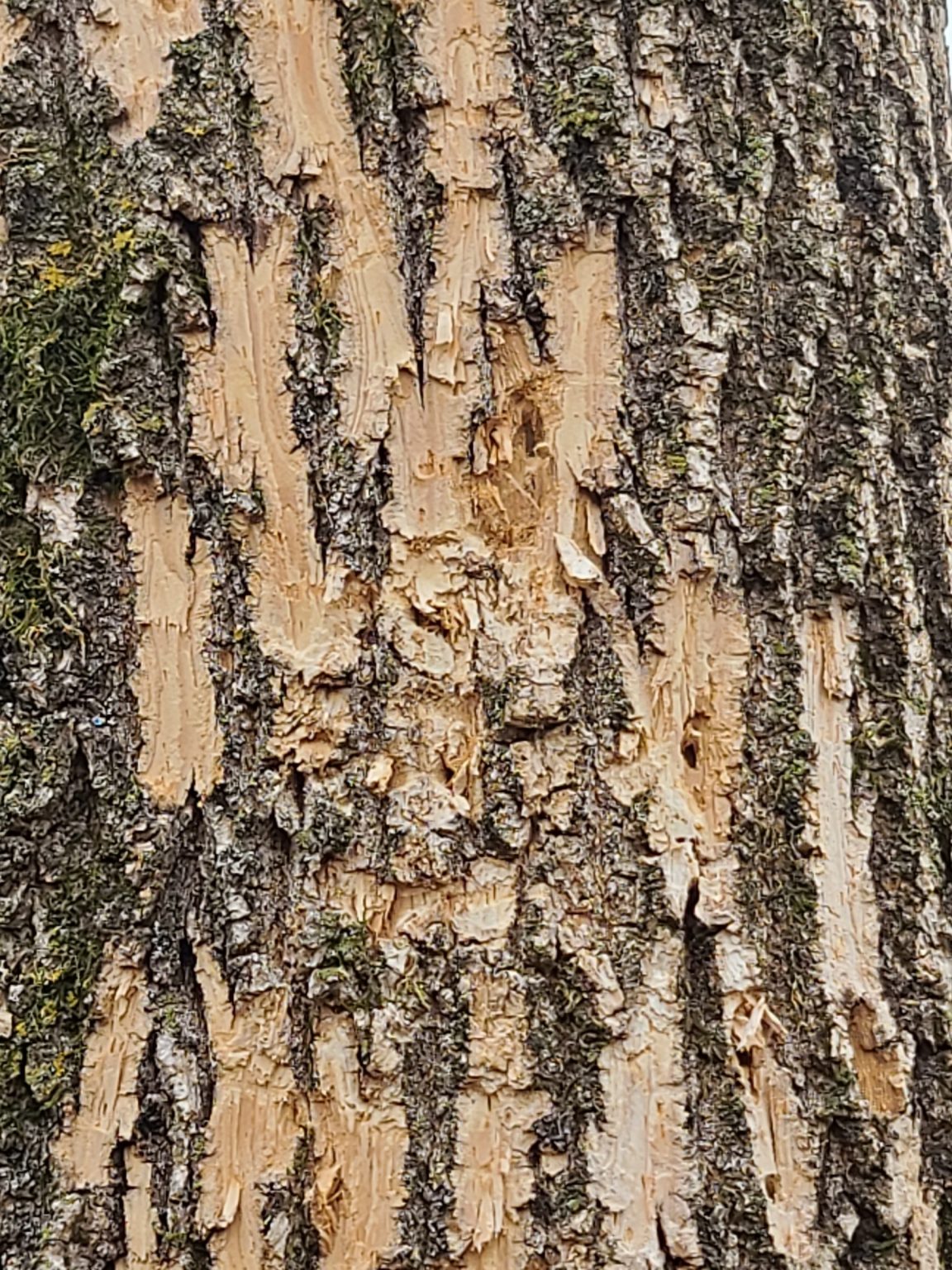 ash-tree-losing-bark-plantdoc