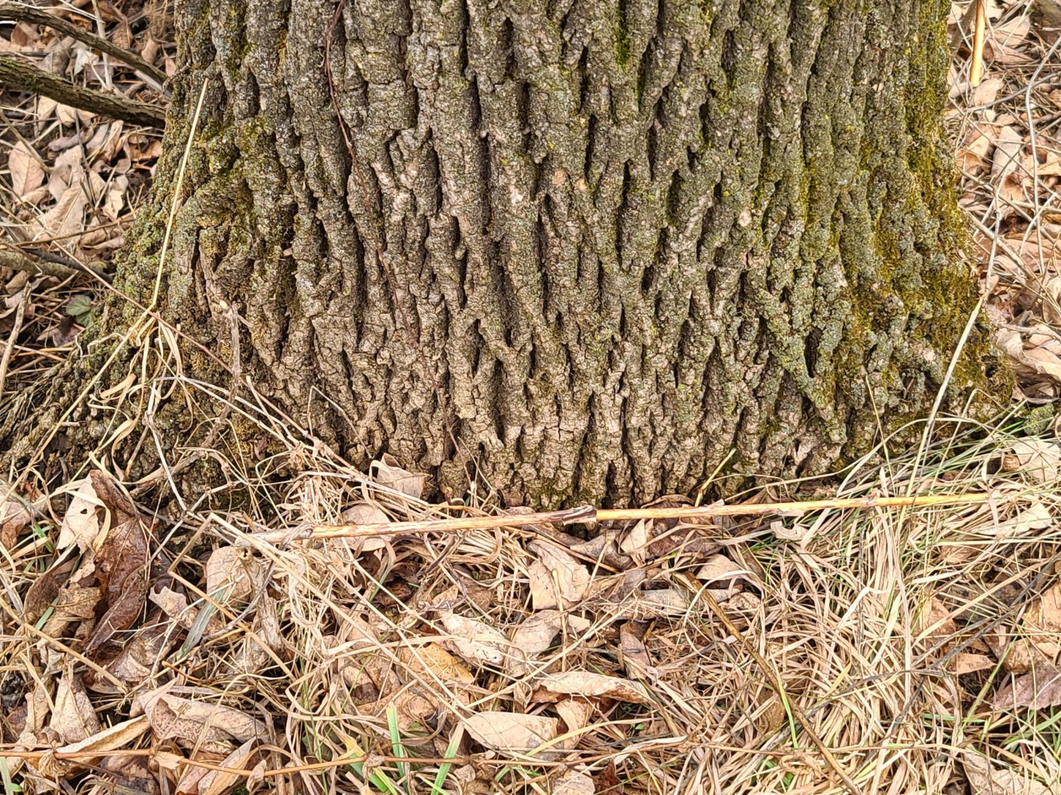 Ash tree losing bark PlantDOC