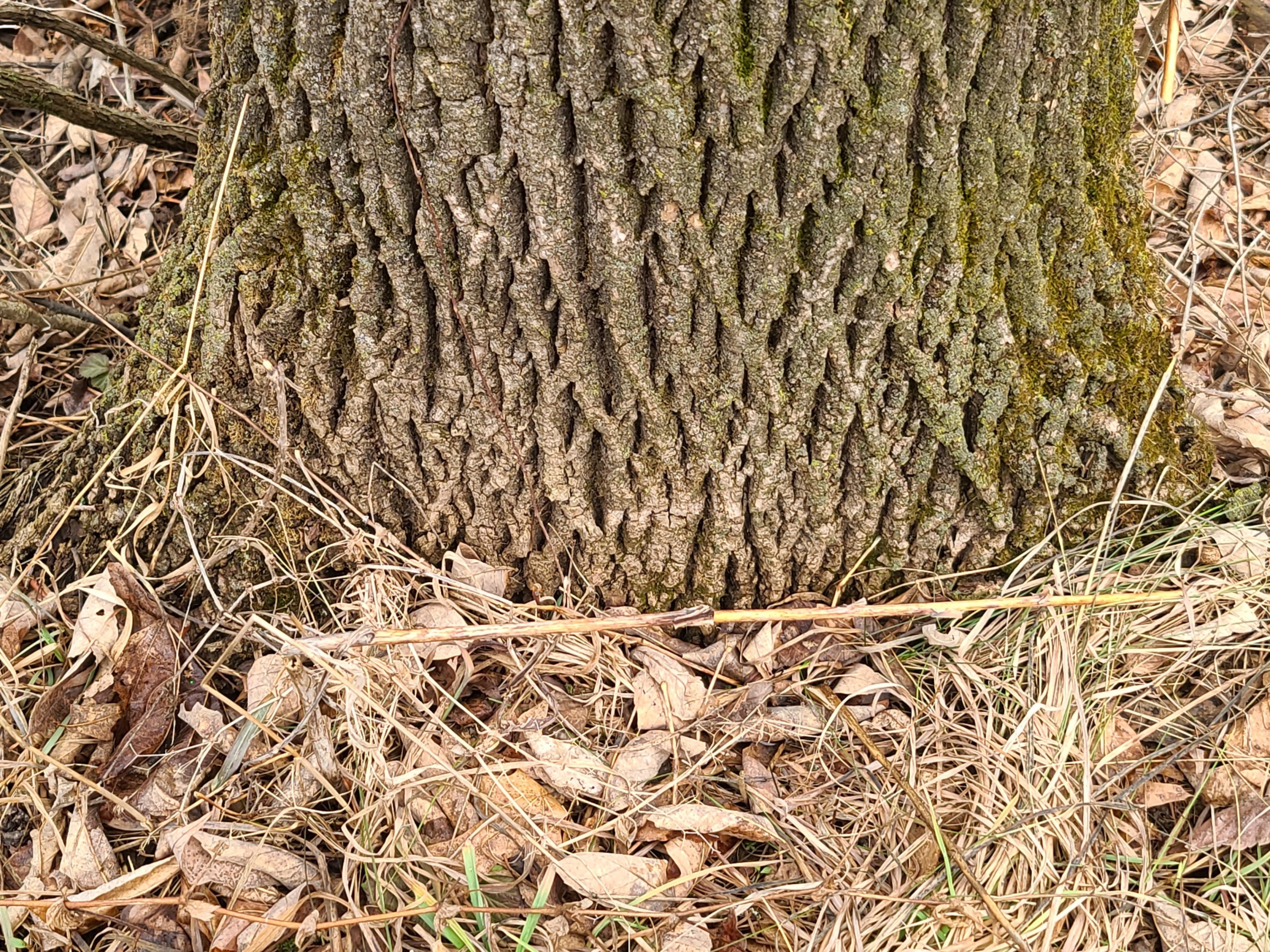 Ash tree losing bark PlantDOC