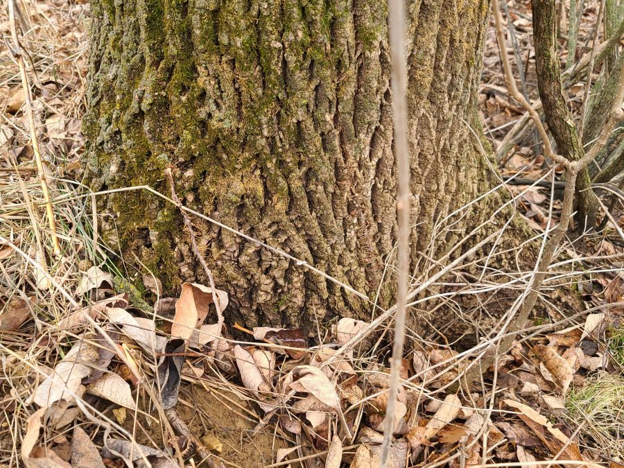Ash tree losing bark PlantDOC