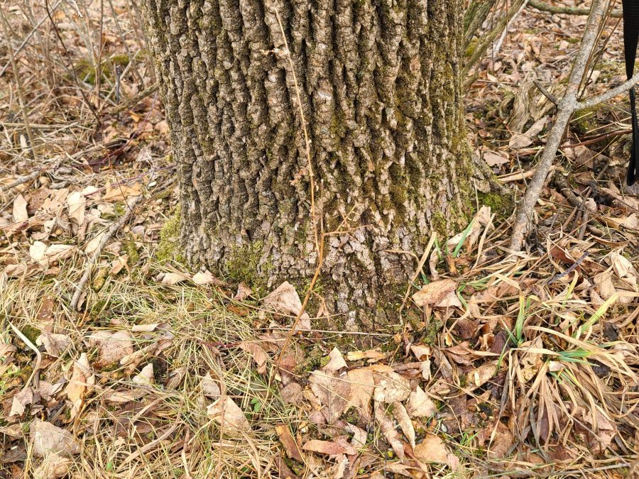 Ash tree losing bark PlantDOC