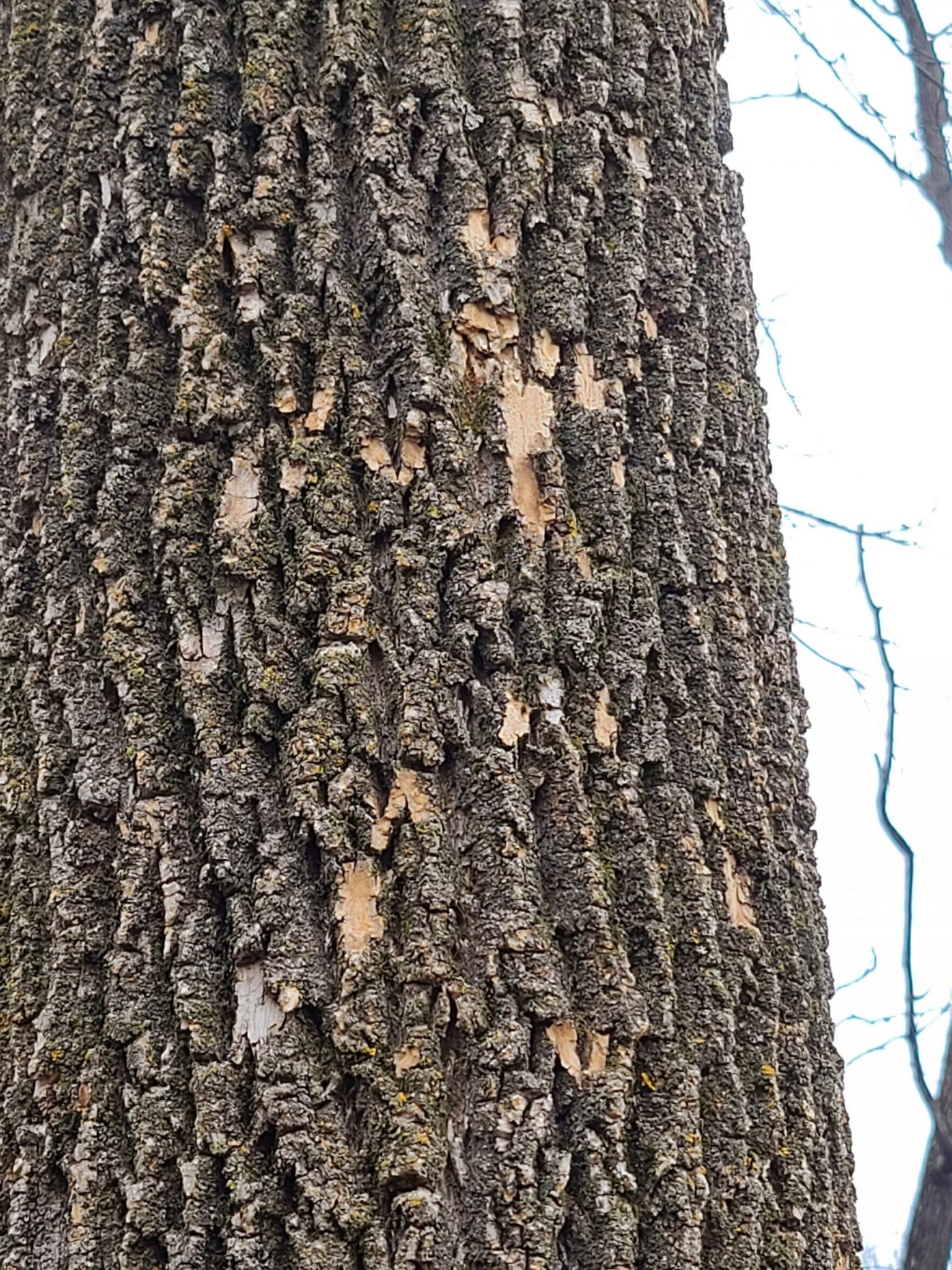Ash tree losing bark PlantDOC