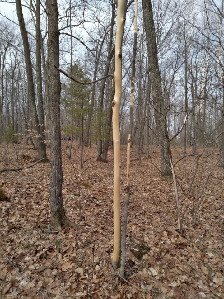 Maple tree loosing bark – PlantDOC