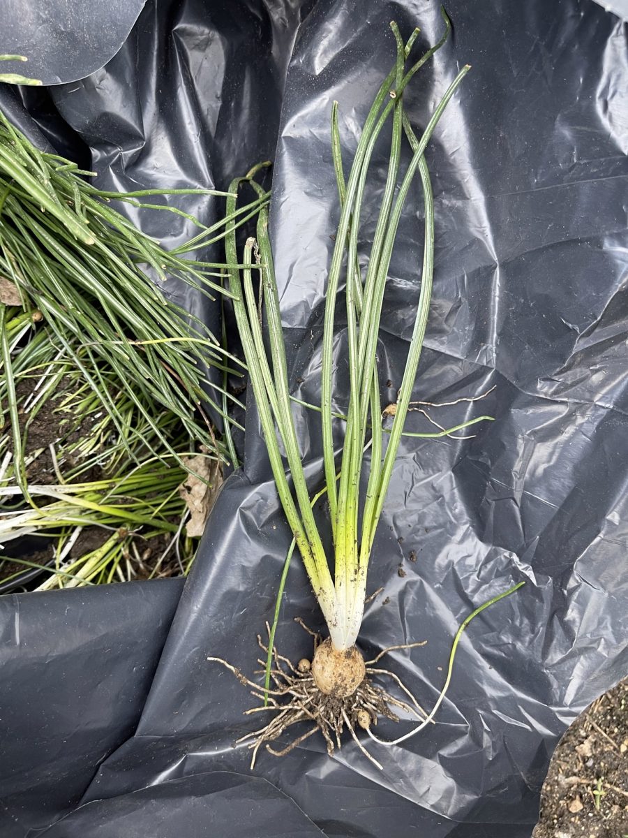 Nodding Onion? PlantDOC