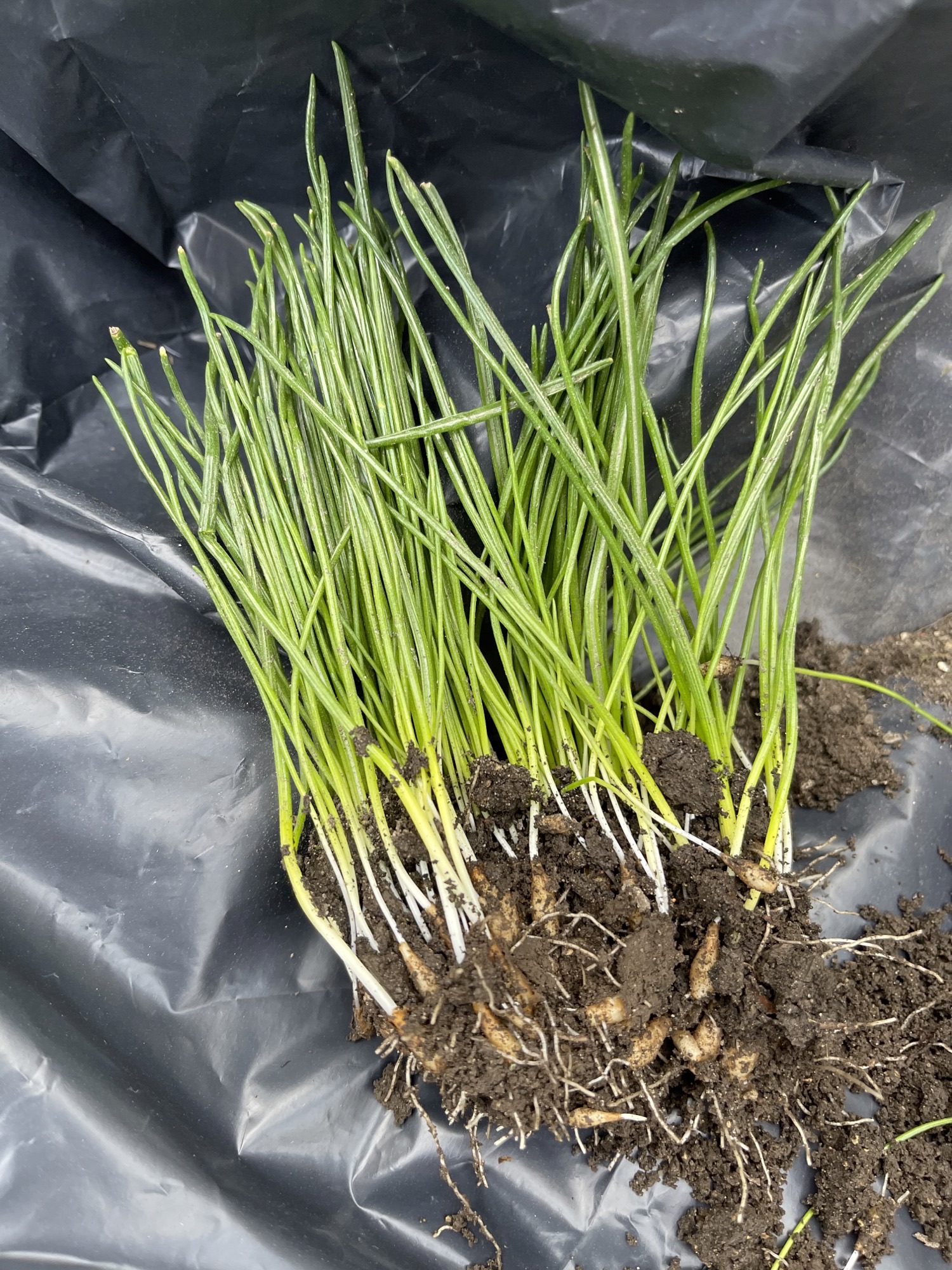 Nodding Onion? PlantDOC