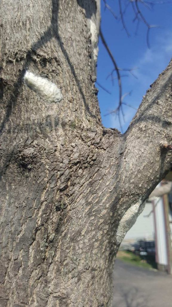 Issue with Norway Maple trees Insect Pods?? PlantDOC