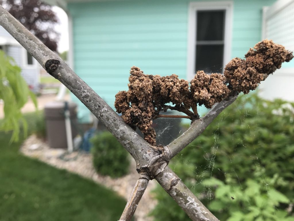 Ash Tree Problems PlantDOC