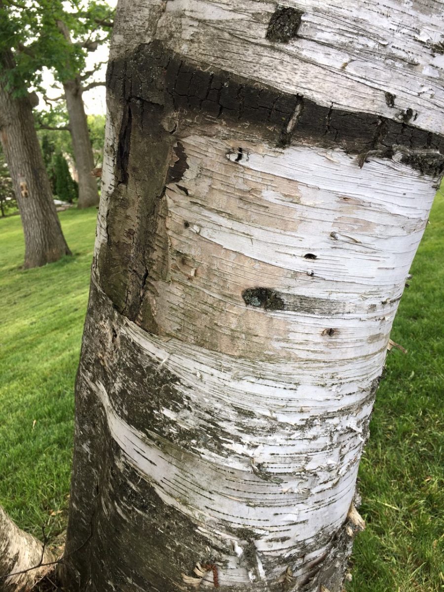 Paper birch concerns – PlantDOC